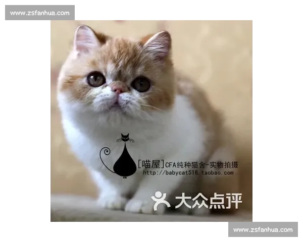 CFA国际纯种猫比赛精彩瞬间与评选标准全解析