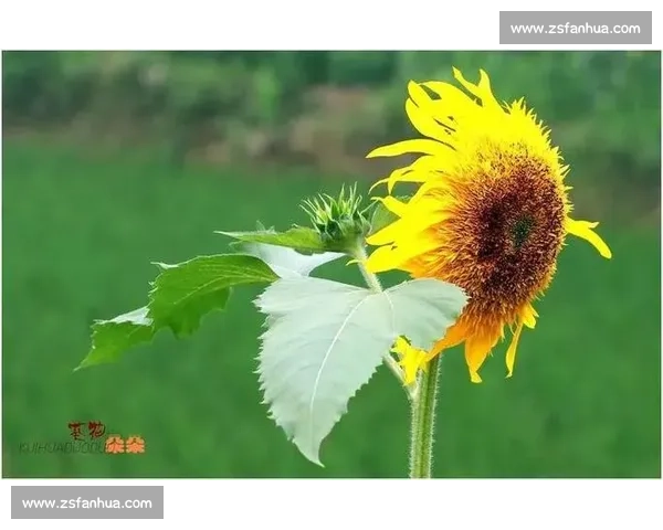 《在晨曦中聆听心灵的低语，感悟人生的每一个微小瞬间》